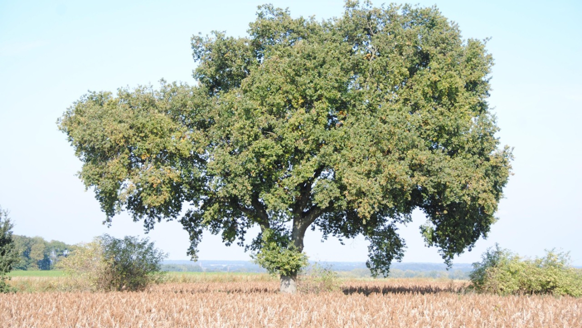 Je mag ook aan jezelf denken, maar zeg dan: Ik wil een kaars zijn in de duisternis.