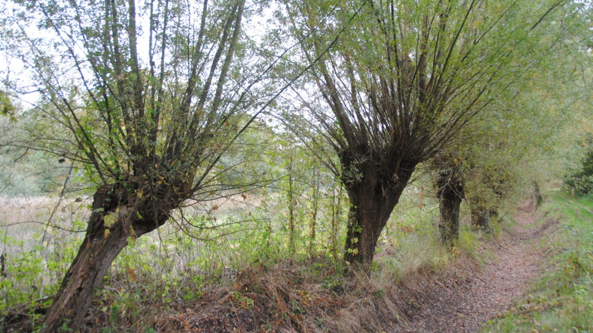 Als ik omkeer kom ik nooit weer waar ik was. Laat mij maar hier en nu opnieuw beginnen.